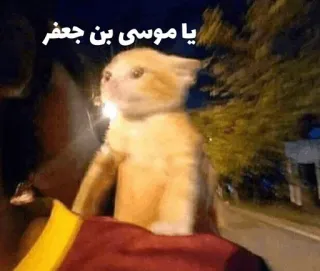 😂 يا موسى بن جعفر gatto, meme, animale, divertente, arabo telegram sticker