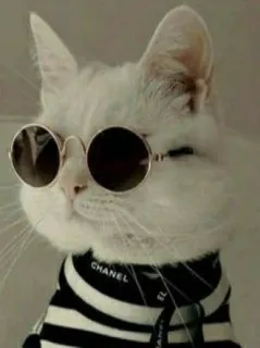 🐾 CHANEL chat, lunettes de soleil, mode, animal, cool, animal de compagnie, style whatsapp sticker