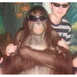 😎 orangutan, okulary przeciwsłoneczne, zwierzę, cool, małpa człekokształtna telegram sticker