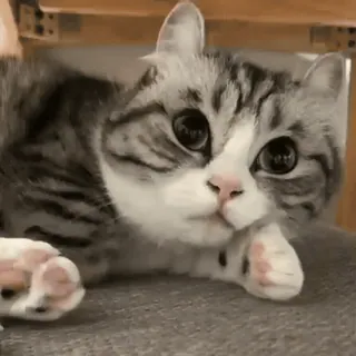 🥱 gato, gatito, lindo, animal, mascota, doméstico, felino whatsapp sticker