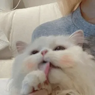 💓 кот, домашнее животное, животное, милый, белый кот, пушистый, персидский кот whatsapp sticker