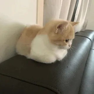 🕯 cat, animal, domestic cat, mammal, pet, feline whatsapp sticker