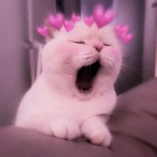 🍑 gato, corações, animal, fofo, rosa, bocejar telegram sticker