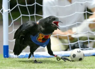 ⚫️ burung, gagak, sepak bola, sepak bola, hewan telegram sticker