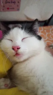 🌟 mèo, mèo con, ngủ, thú cưng, động vật, dễ thương whatsapp sticker