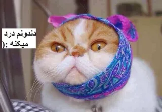 😩 دندونم درد میکنه :( cat, headscarf, meme, pet, animal telegram sticker