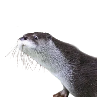 👀 Выдра, Животное, Дикая природа, Млекопитающее, Природа telegram sticker