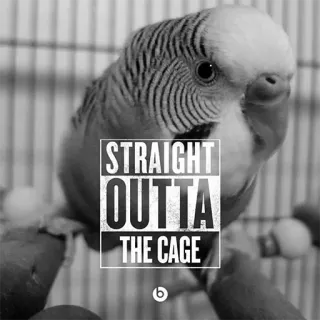 😎 STRAIGHT OUTTA THE CAGE oiseau, cage, perruche, animal de compagnie, animal, drôle telegram sticker