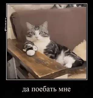 😡 да поебать мне gatto, meme, animale domestico, divertente, animale, russo telegram sticker
