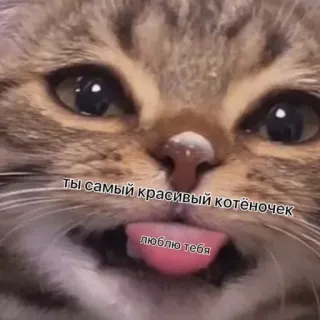 ♥️ ты самый красивый котёночек
люблю тебя gato, gatito, lindo, animal, mascota telegram sticker