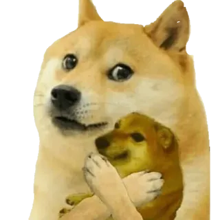 😗 Doge doge, perro, meme, meme de internet, lindo, animal, meme doge telegram sticker