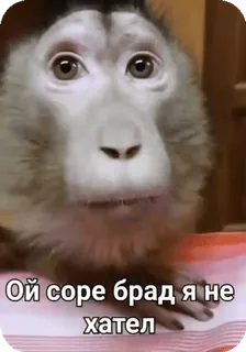 🌟 Ой соре брад я не хател monkey, sorry, animal, meme telegram sticker
