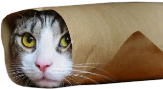 🐱 cat, animal, pet, cute, meme, funny telegram sticker