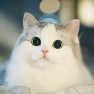 😳 gatto, carino, animale, animale domestico, soffice, animale domestico, gattino whatsapp sticker