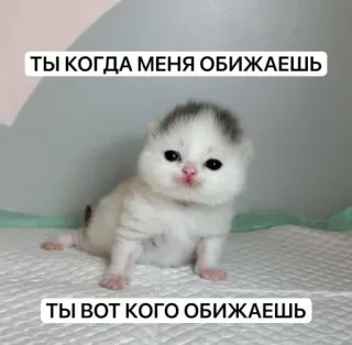 🤩 ТЫ КОГДА МЕНЯ ОБИЖАЕШЬ
ТЫ ВОТ КОГО ОБИЖАЕШЬ kitten, cute, cat, animal, pet, fluffy whatsapp sticker
