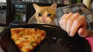 😩 gato, pizza, comida, triste, meme, mascota telegram sticker