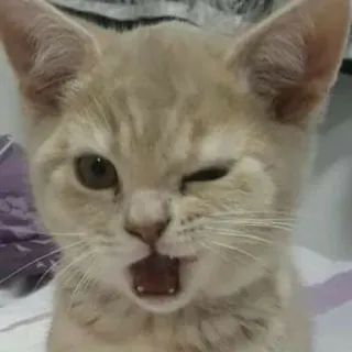 🥱 Katze, Kätzchen, Tier, Haustier, süß, zwinkernd telegram sticker