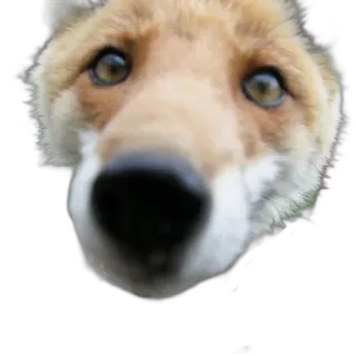 👃 fox, animal, wildlife, mammal, nature telegram sticker