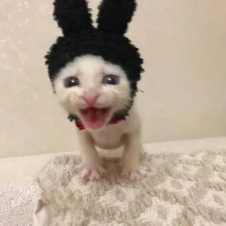 🧐 Kätzchen, Katze, Hase, süß, Tier, Haustier telegram sticker
