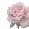 🌹