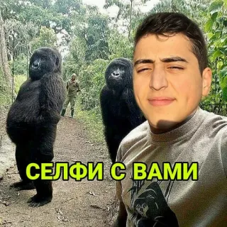 🐒 СЕЛФИ С ВАМИ Selfie, Gorila, Hombre, Divertido telegram sticker