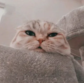 🍋 gatto, scottish fold, carino, animale, animale domestico, gatto domestico whatsapp sticker