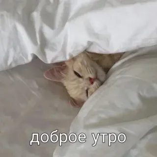 🙋 доброе утро telegram sticker