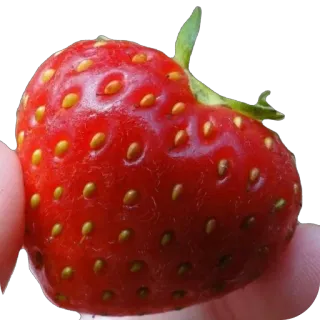 🫥 strawberry, fruit, red, food, berry telegram sticker
