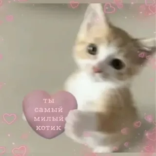 🫦 ты самый милый котик cat, kitten, cute, heart whatsapp sticker