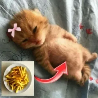 🍕 kitten, cat, french fries, food, cute, arrow, baby animal, pet whatsapp sticker