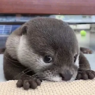 🐾 Via @copyynature loutre, mignon, animal, faune, mammifère whatsapp sticker