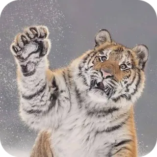 🐱 เสือ, สัตว์, สัตว์ป่า, แมว, สัตว์เลี้ยงลูกด้วยนม, หิมะ, ฤดูหนาว, น่ารัก telegram sticker