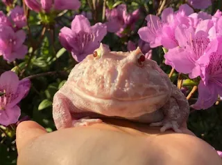 🌸 grenouille, amphibien, animal, nature, fleurs roses whatsapp sticker