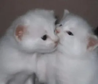 🎀 小猫, 猫, 可爱, 动物, 白色小猫 telegram sticker