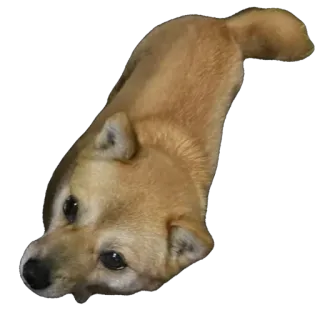 🫥 dog, shiba inu, animal, pet, cute, portrait telegram sticker