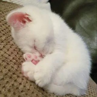 💝 cat, kitten, sleeping, cute, white, pet telegram sticker