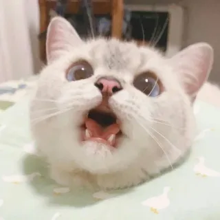 🐱 cat, kitten, animal, pet, cute, mammal, domestic cat, feline whatsapp sticker