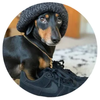😎 dog, dachshund, hat, sneakers, cute, pet whatsapp sticker
