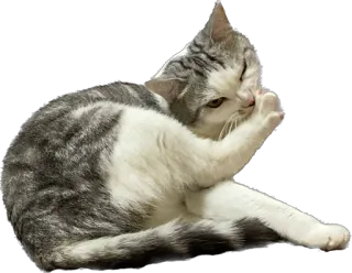 😋 chat, animal, animal de compagnie, félin, chat domestique, toilettage whatsapp sticker