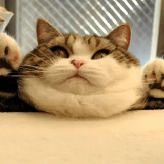 😐 kat, schattig, dier, huisdier, grappig telegram sticker