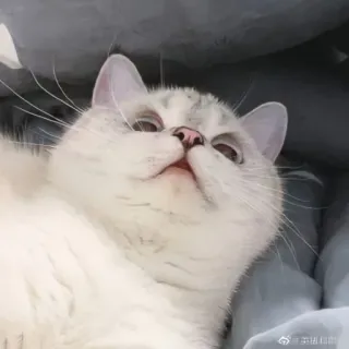 🐱 来试试百度翻译 кошка, животное, питомец, белый, лежа, милый telegram sticker