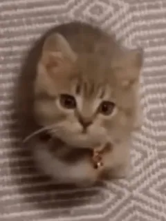 😉 gato, gatinho, animal, fofo, animal de estimação, felino whatsapp sticker