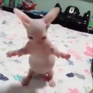 💃 животное, кот, сфинкс, лысый, существо telegram sticker