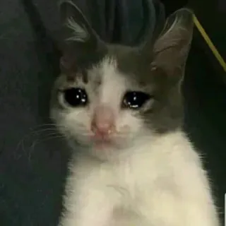 🥺 cat, sad, crying, meme, animal, pet, distressed telegram sticker