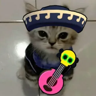 🤩 kucing, anak kucing, sombrero, musik, gitar, binatang whatsapp sticker