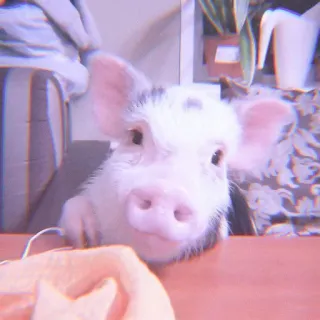 🐽 animal, pig, cute, pet, domestic animal telegram sticker