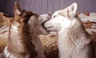 💞 dog, husky, animals, pets, playful whatsapp sticker