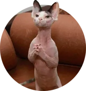🙏 cat, hairless cat, sphynx cat, animal, pet telegram sticker