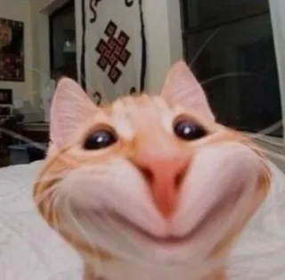 😚 Katze, Tier, Haustier, Meme, lustig, süß, orange, Hauskatze telegram sticker