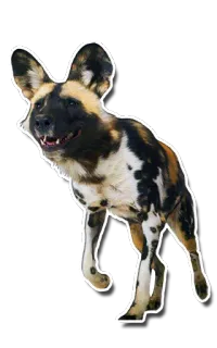 🐕 pies, zwierzę, dziki pies, ssak, portret, dzika przyroda telegram sticker
